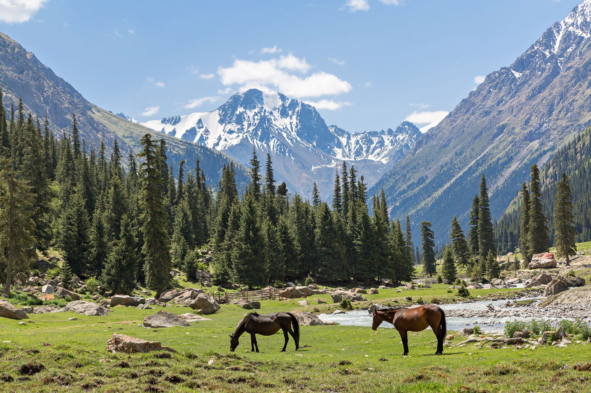 Horses grazing in an alpine meadow in the Tian Shan mountains, with forest and mountains behind.
