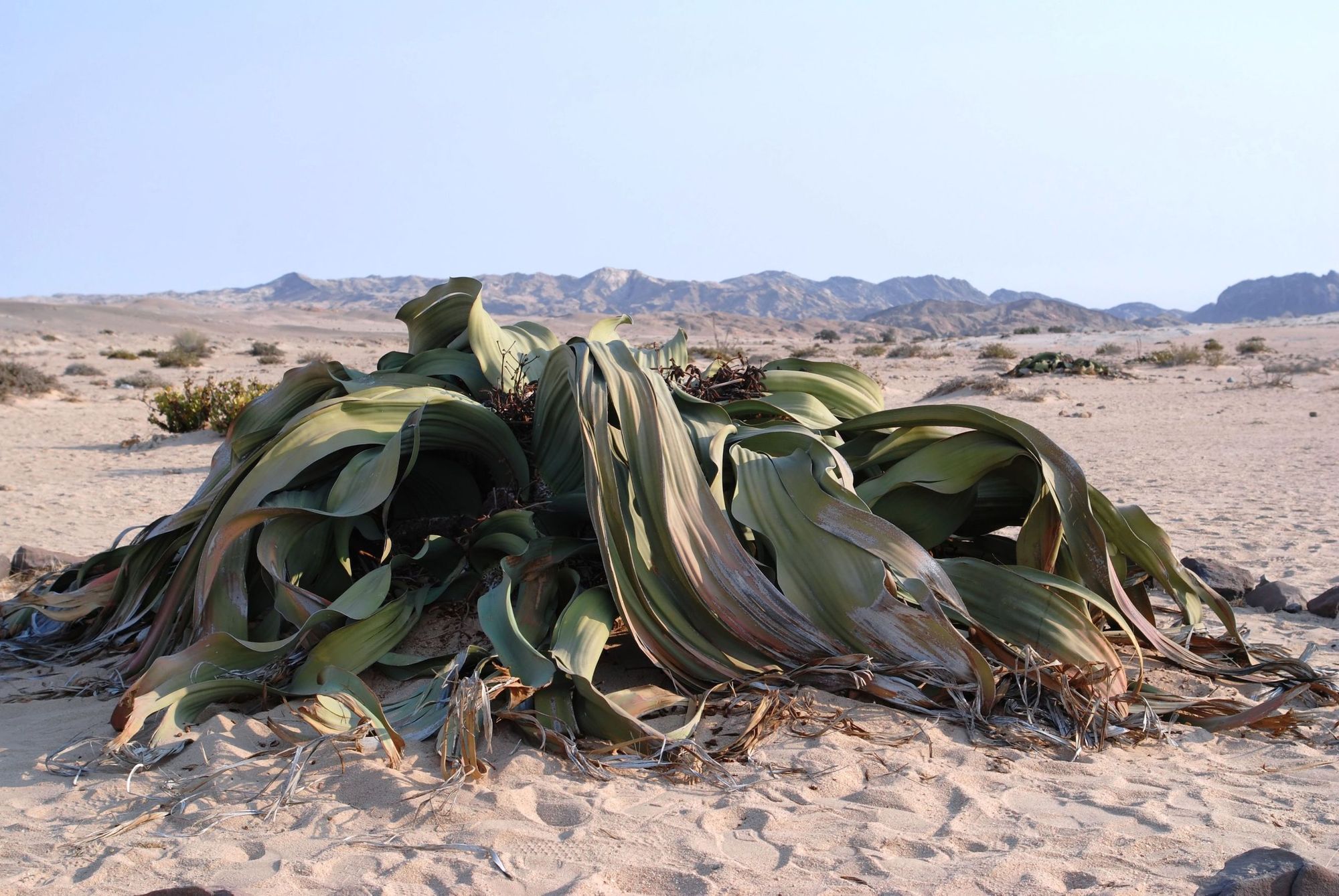The bizarre-looking welwitschia plants are unique to the Namib Desert.