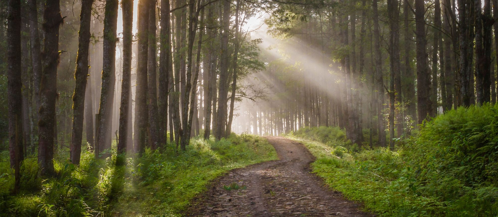 Woodland in Ziro, Arunachal Pradesh