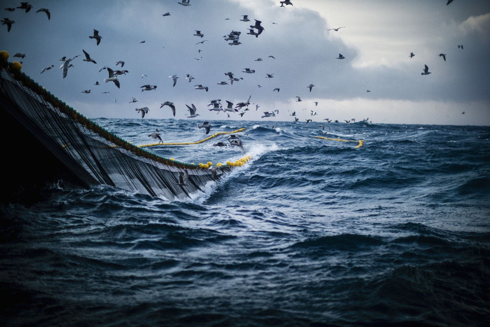 Bottom trawling - a type of fishing that's very destructive.