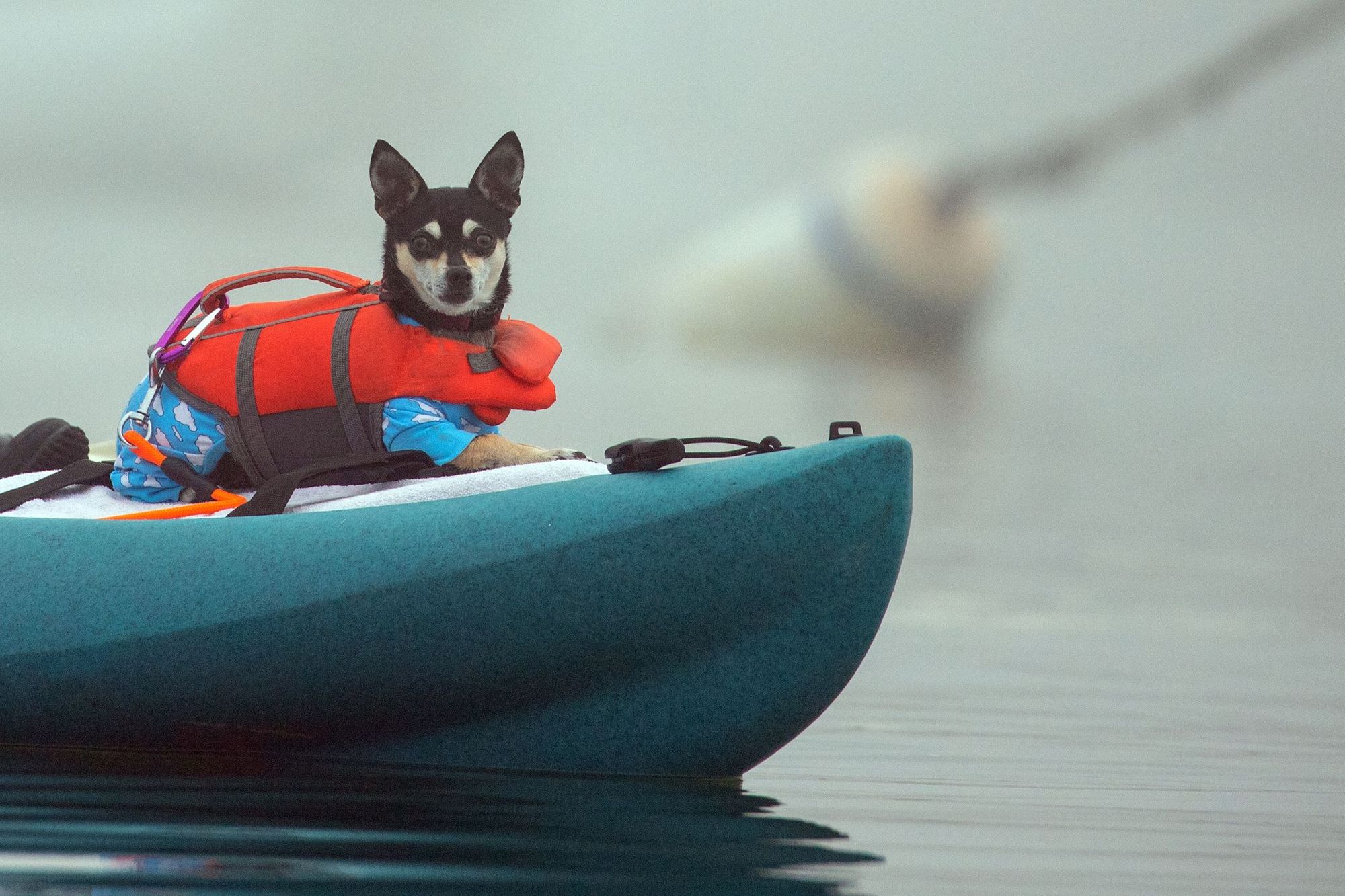 A dog, wearing a life jacket, sitting at the front of a kayak.