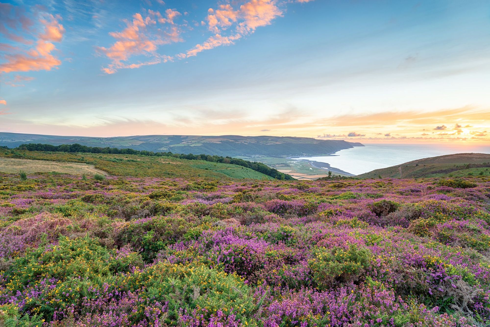 The heather-dotted moorland of Exmoor, above Minehead and the coast.