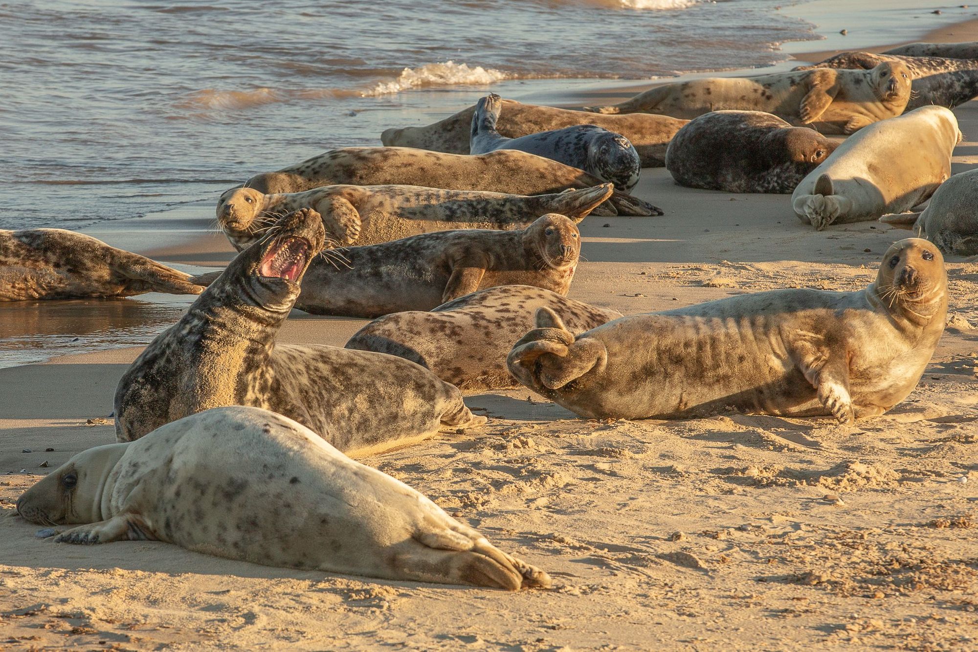 Seals at Horsey Beach, in Norfolk