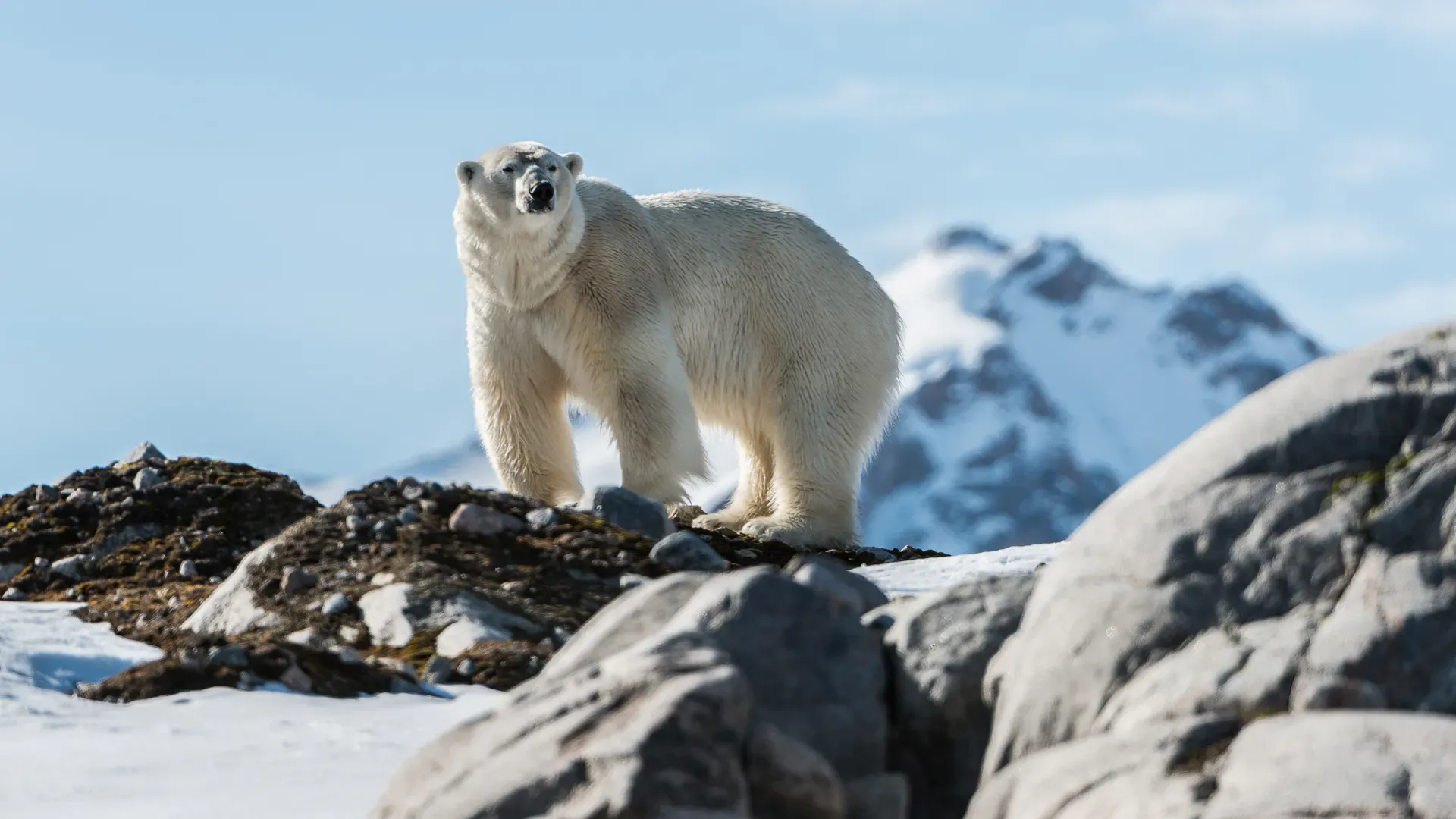 Polar bear in the wild