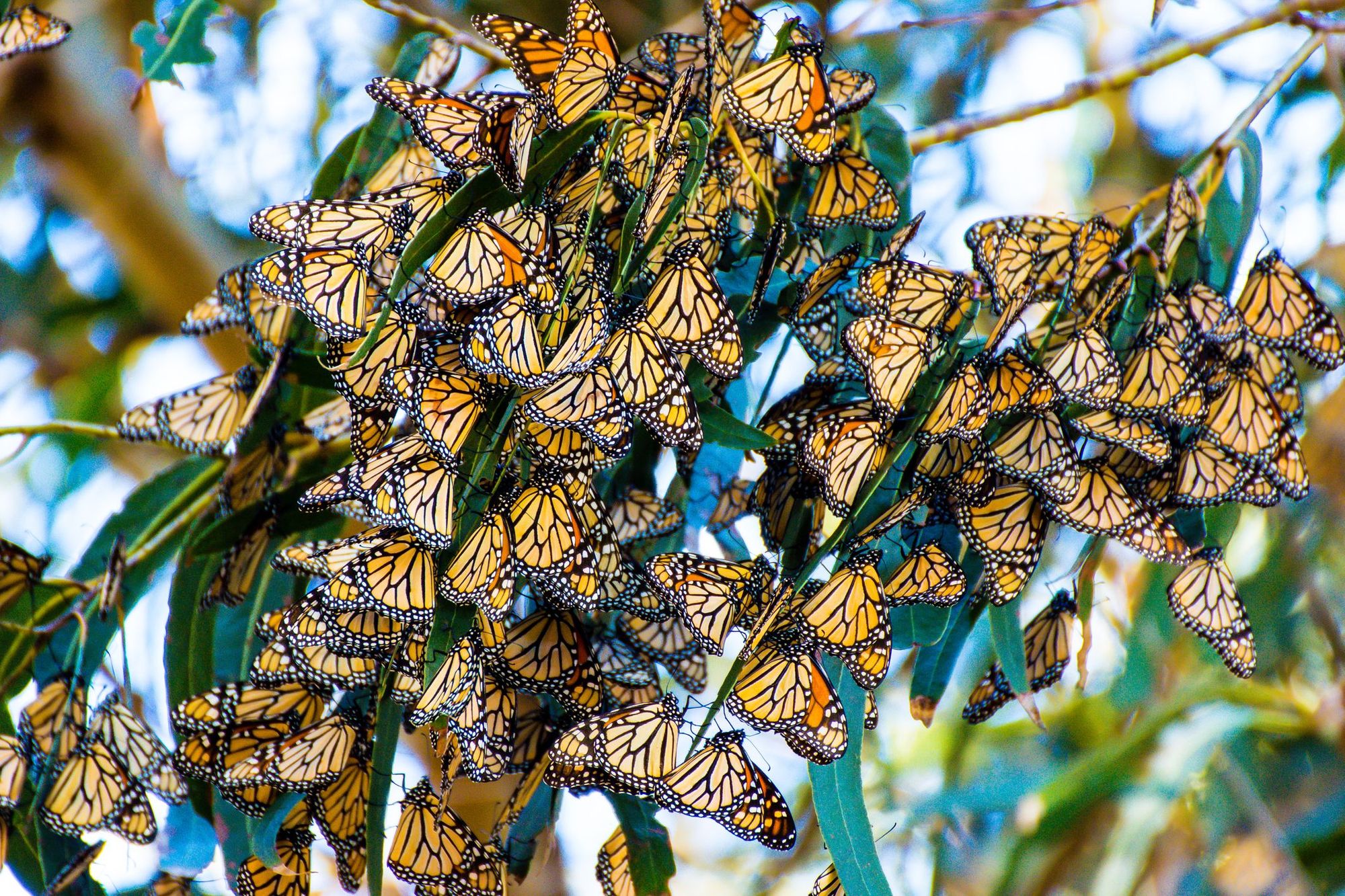 A cluster of Monarch butterflies on their annual migration.