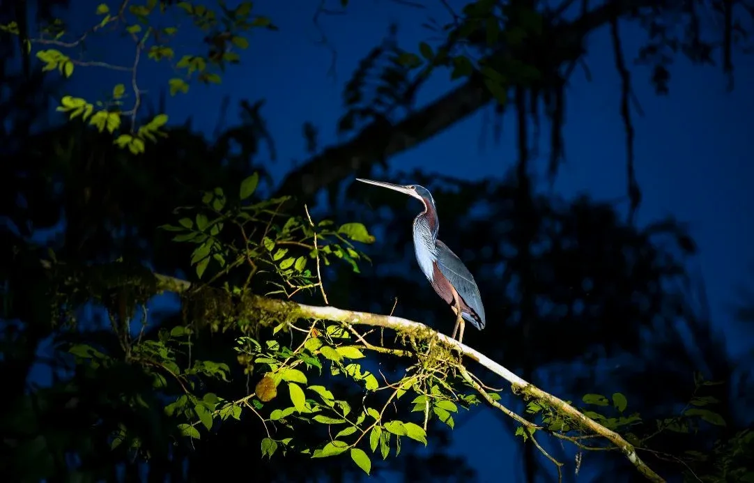 A beautiful, endangered Agami Heron in the national park in Ecuador. Photo: Getty