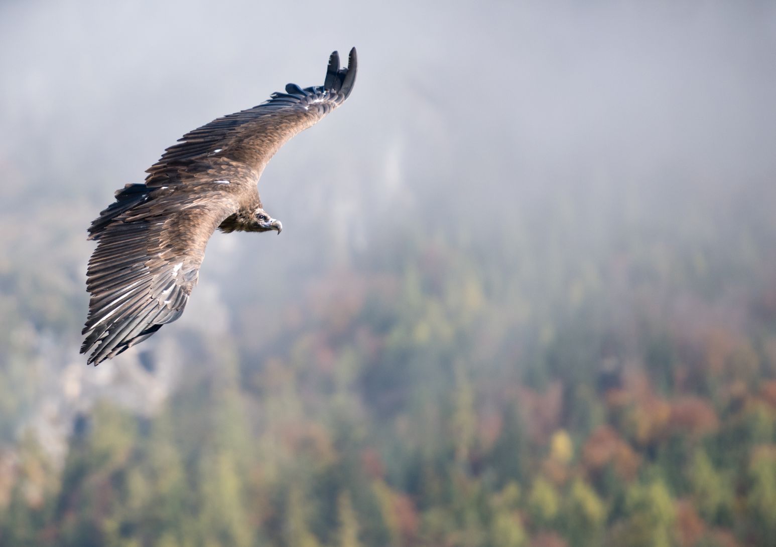 The majestic cinereous vulture will return to the forests of Bulgaria.