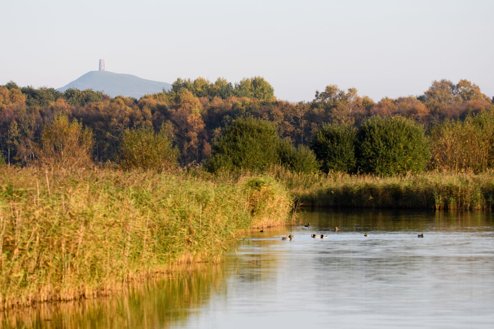 A wetland wildlife forming part of the Avalon Marshes in Somerset, with the monument of St. Michael's Tower behind.