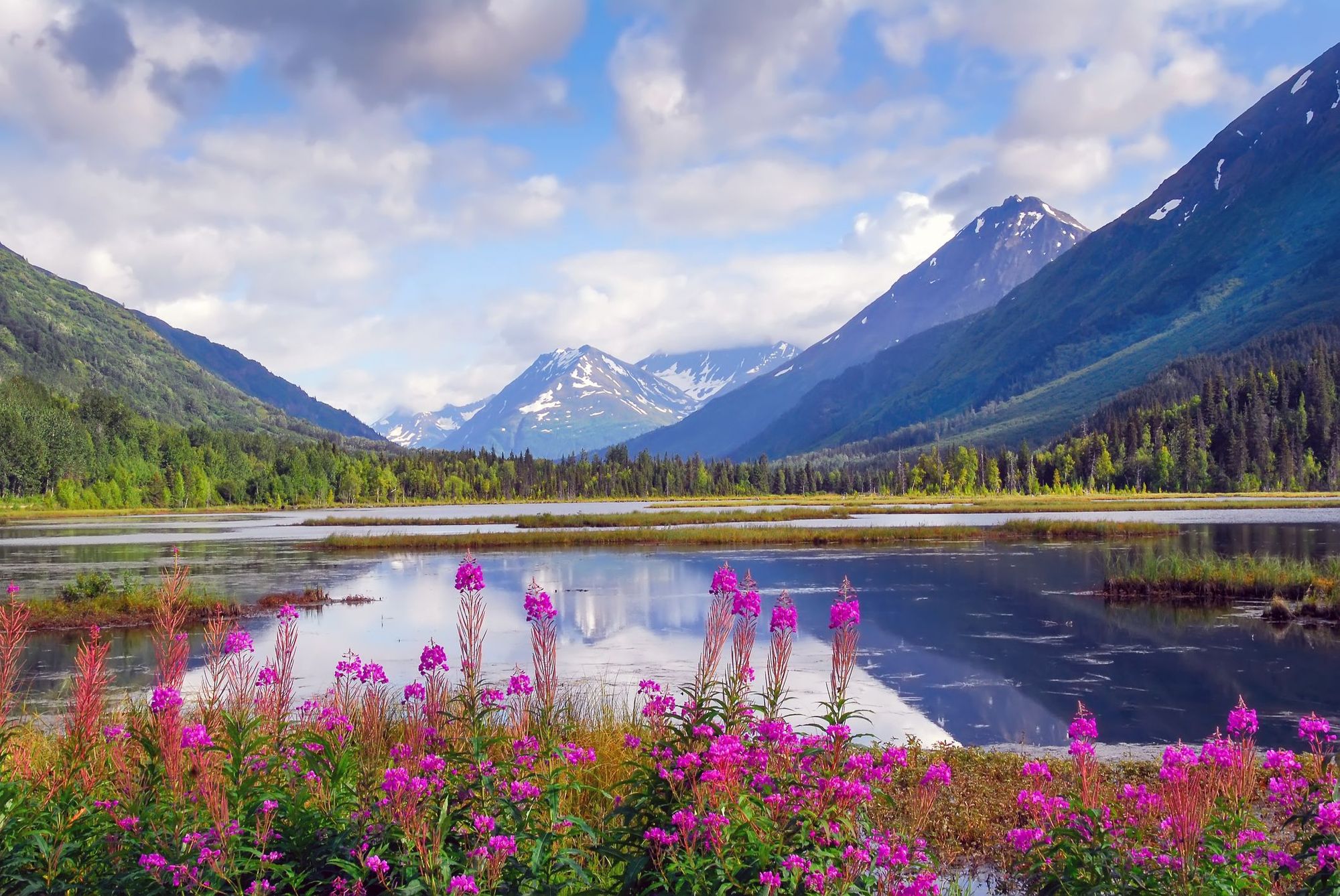 Pink wildflowers bloom on the shores of Tern Lake, Kenai Peninsula, Alaska.