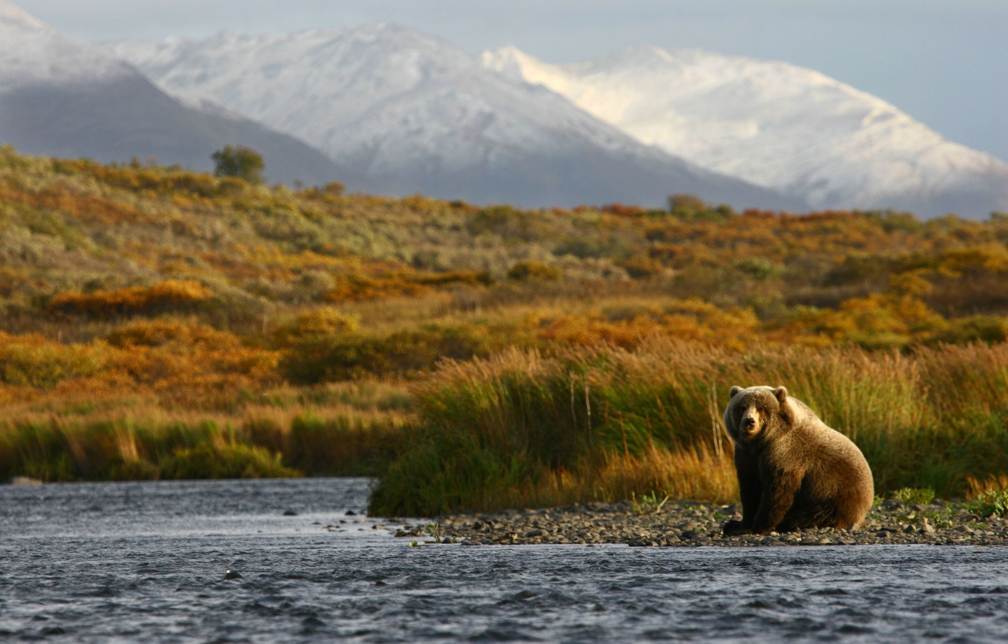 A Kodiak Bear standing by a river on Kodiak Island.