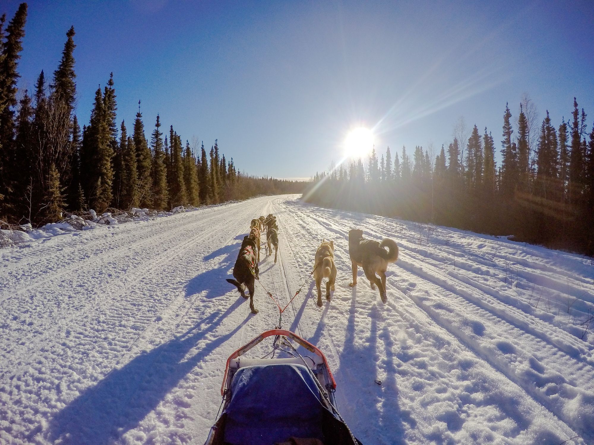 Sled dogs pulling a sled in Alaska.