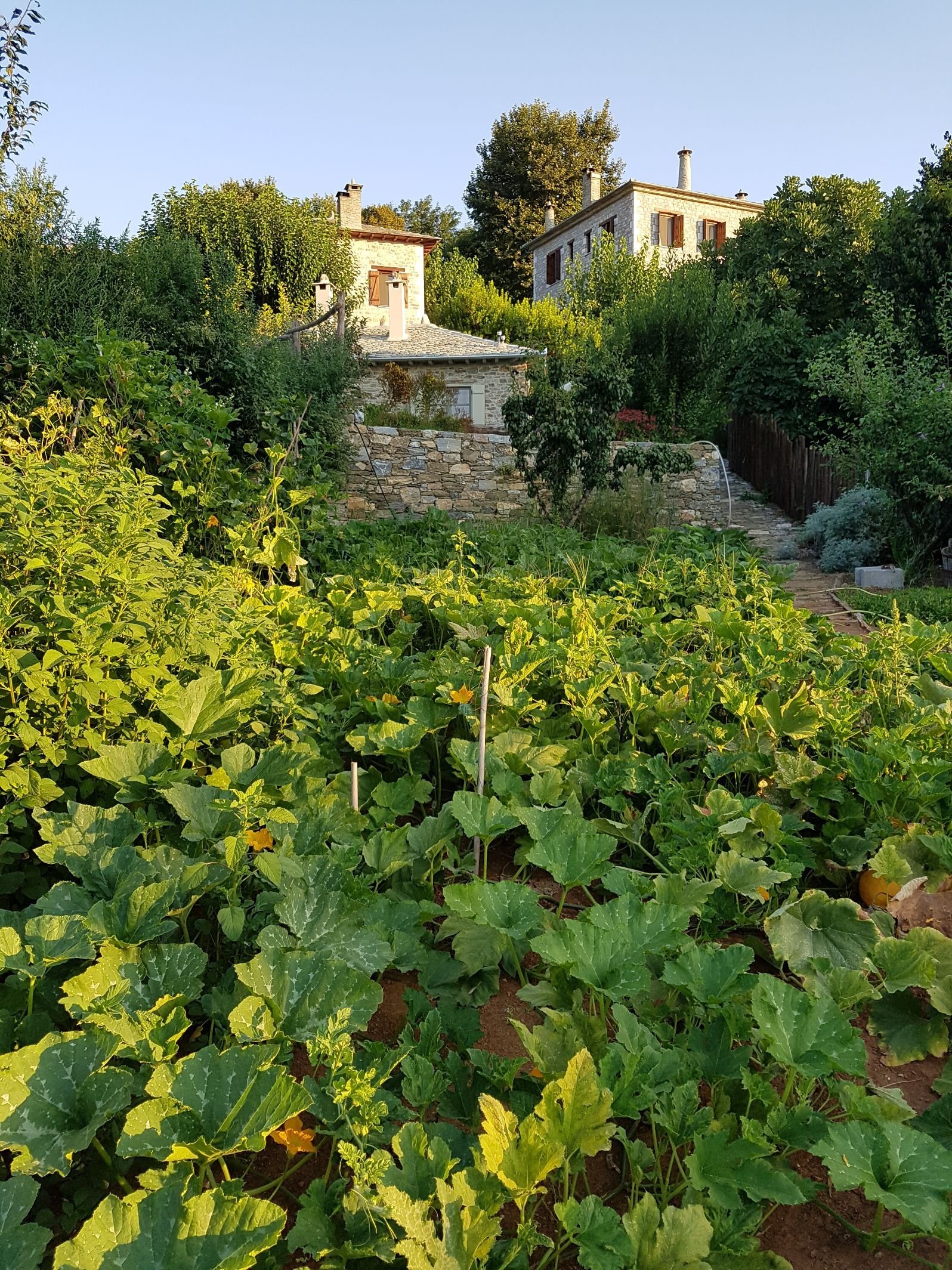 Amanita Guesthouse in the background, with a large squash bed in the foreground.