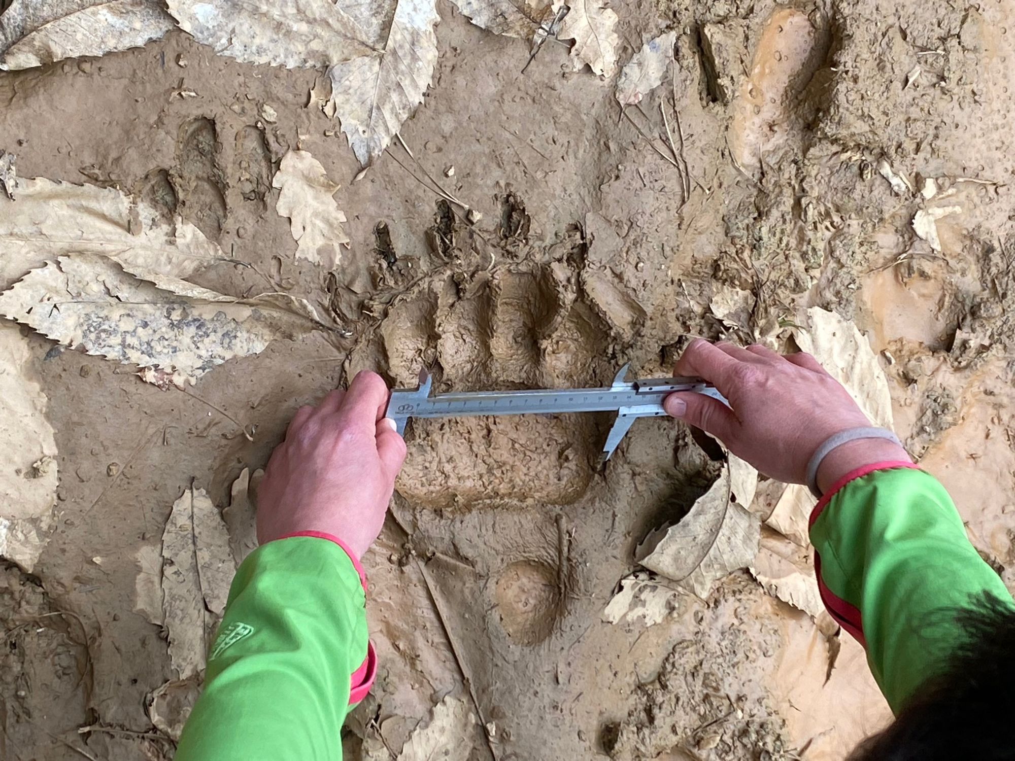 Measuring a large bear paw print on a muddy track