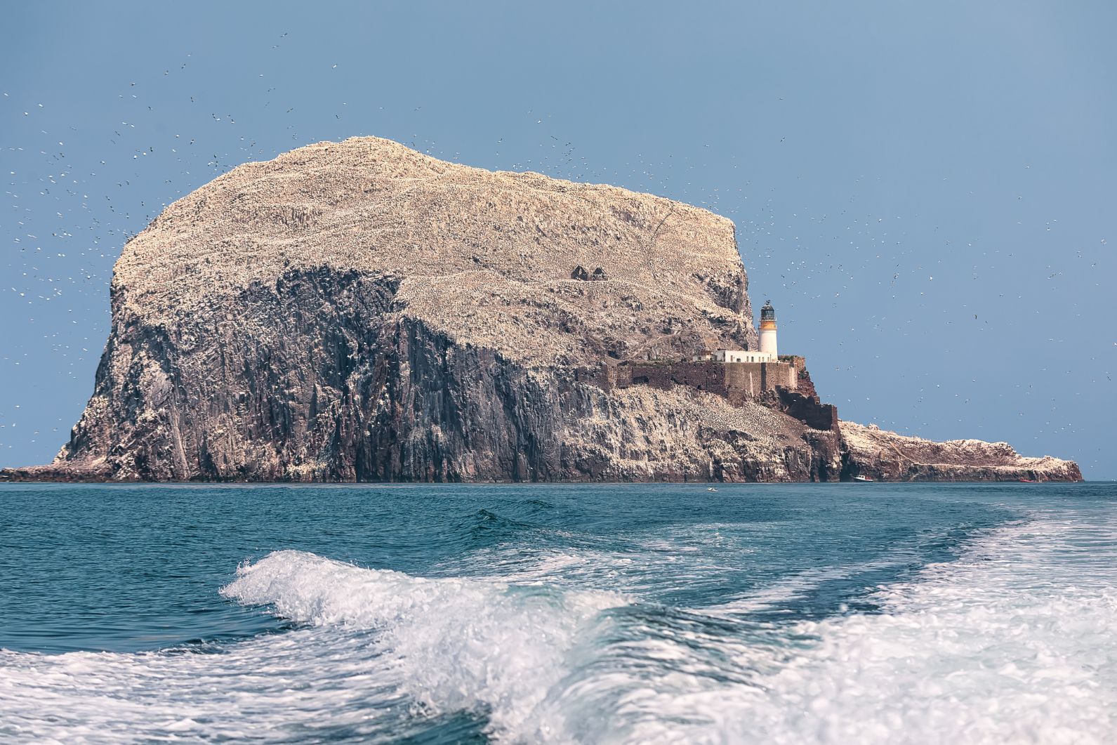 Gannets, sitting on Bass Rock, home to the largest gannet colony in the world.