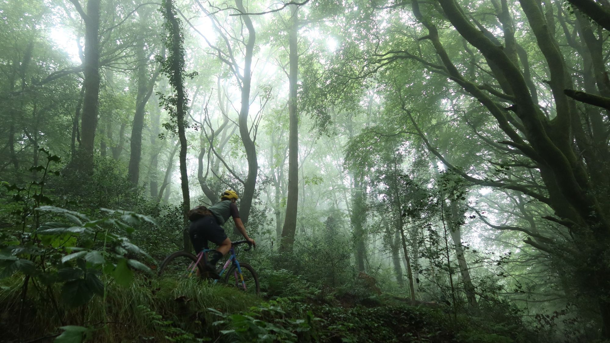 A gravel cyclist rides through the British forests, which seem to be more like exotic rainforests.