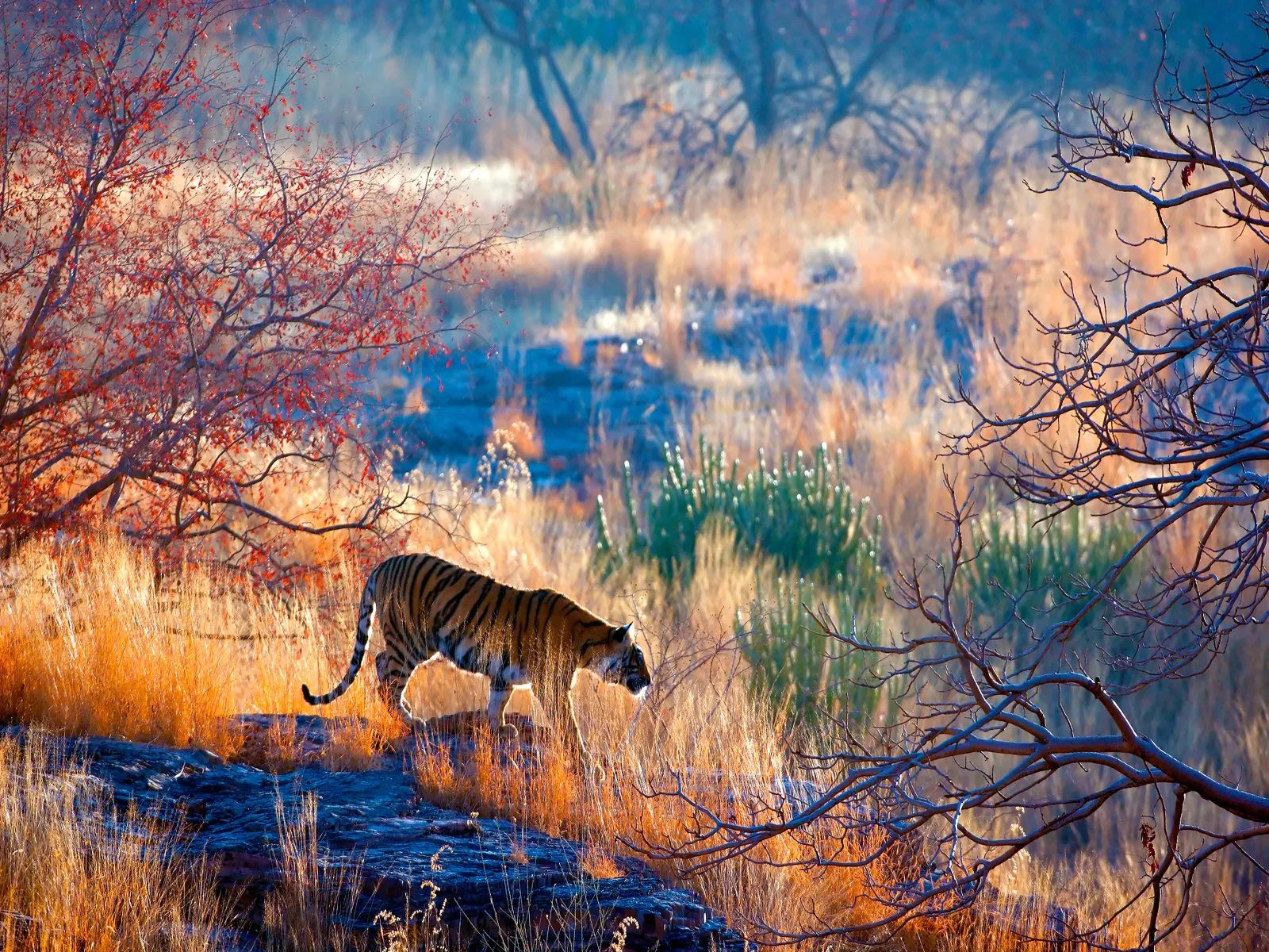 A tiger in Ranthambore National Park, Rajasthan.