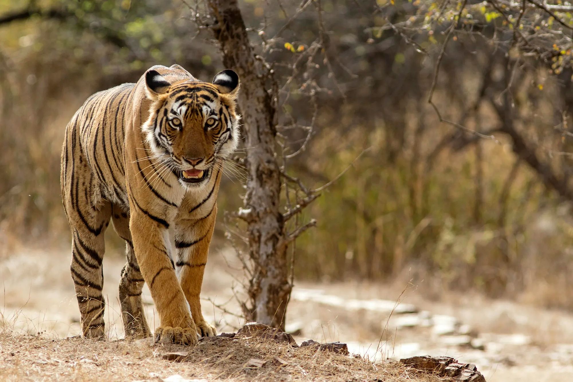 A tiger in Ranthambore National Park.
