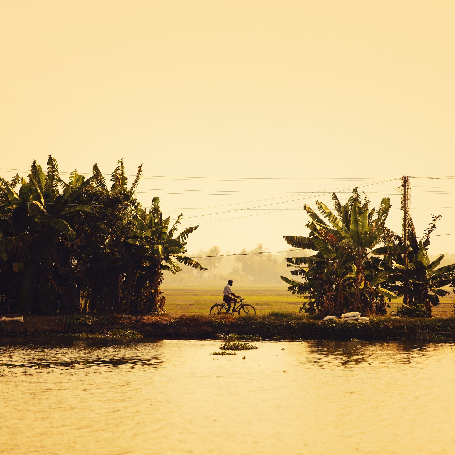 A man cycling along the side of the Kerala backwaters at sunset.