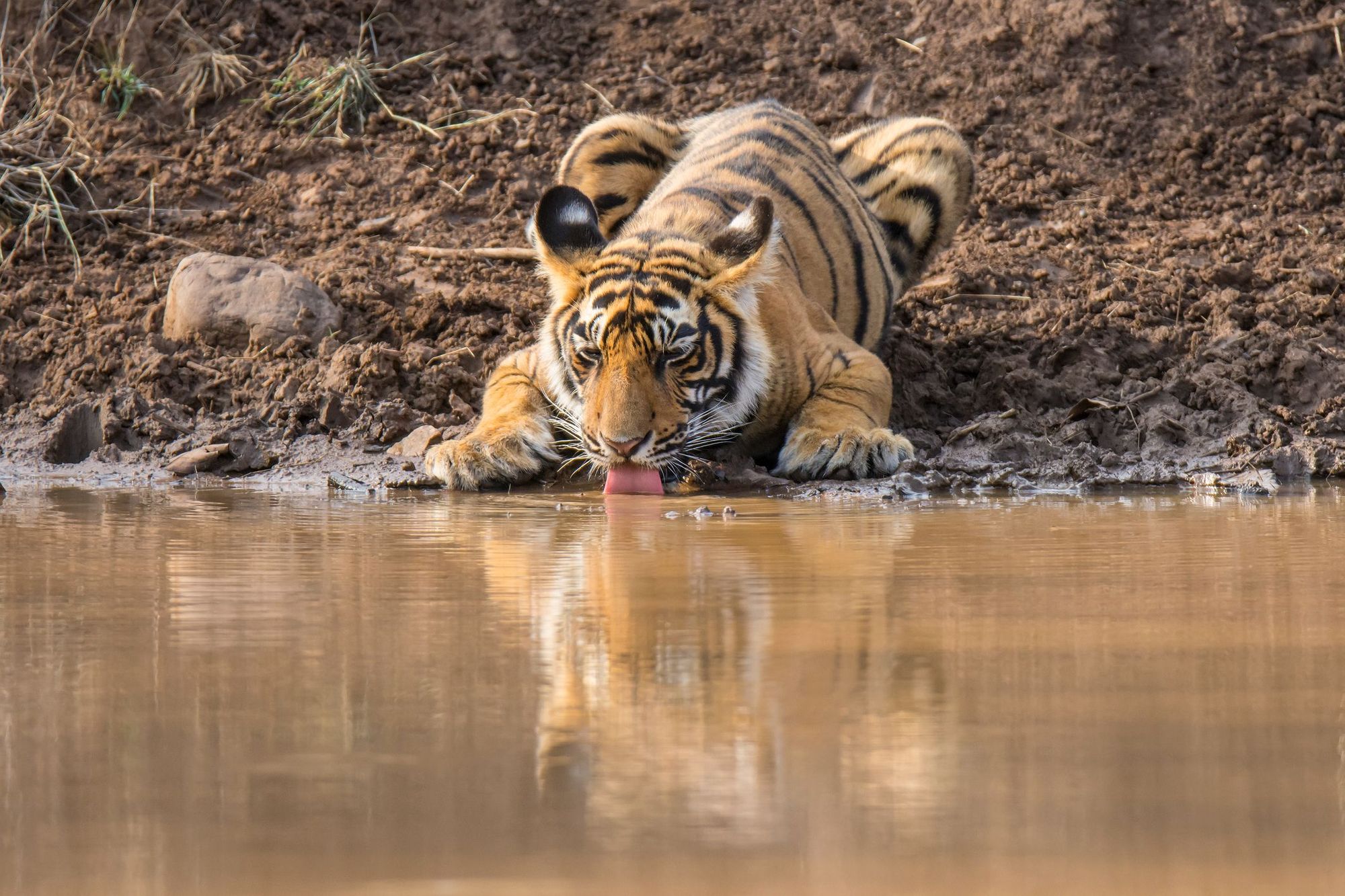 A Bengal tiger drinking at a water hole in Ranthambore National Park.