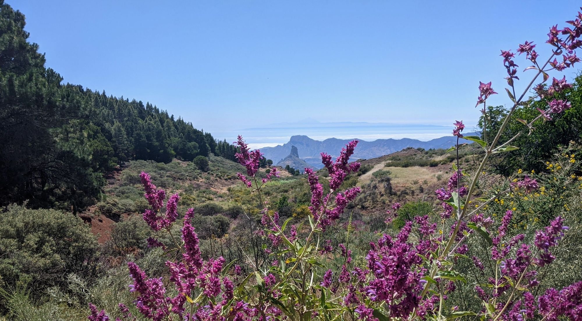 Gran Canaria's forests - purple sage in the foreground, and Roque Nublo in the background.