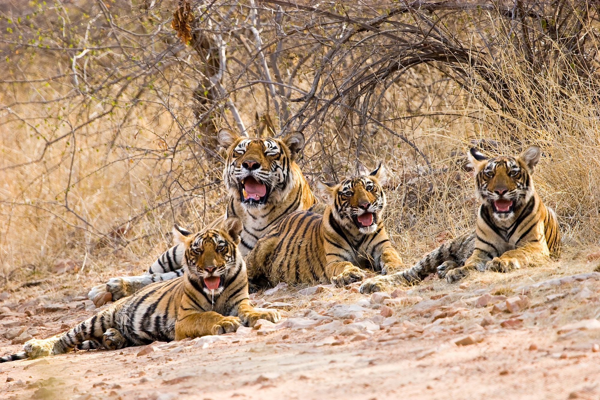 A tiger with her three cubs in Ranthambore National Park, India