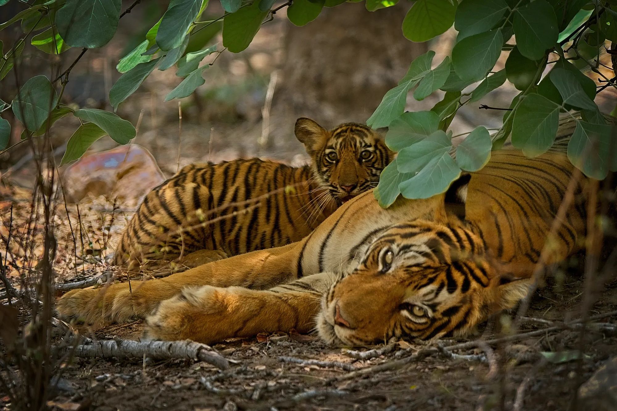 The Fascinating History of Tigers in Ranthambore National Park The Fascinating History of Tigers in Ranthambore National Park