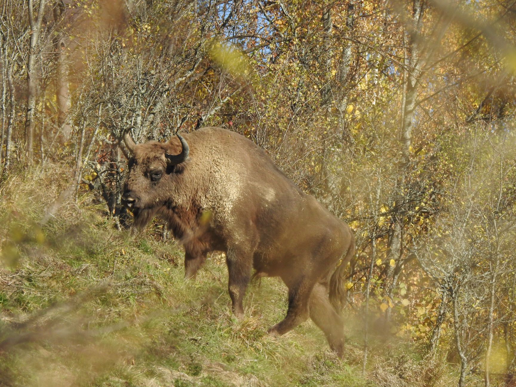 Wild bison, as pictured here in Romania, have a huge, positive impact on biodiversity. Photo: Petru Stoicanescu