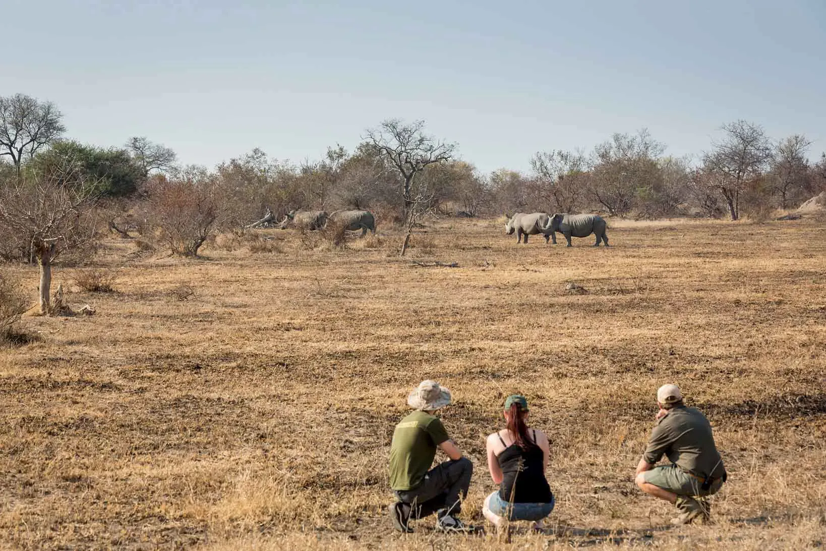 Three people watching a herd of rhino on foot in South Africa.