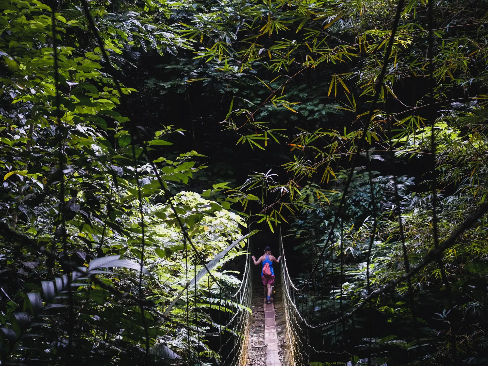 A woman walking across an hanging bridge in the cloud forest of Costa Rica.