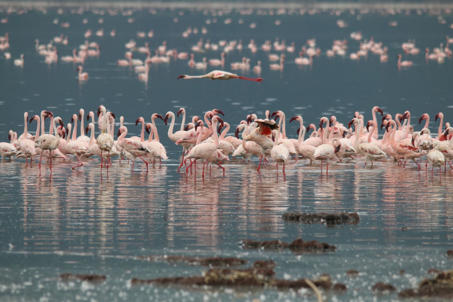 A flamboyance of flamingos gathers in Lake Naivasha in Kenya. Photo: Getty