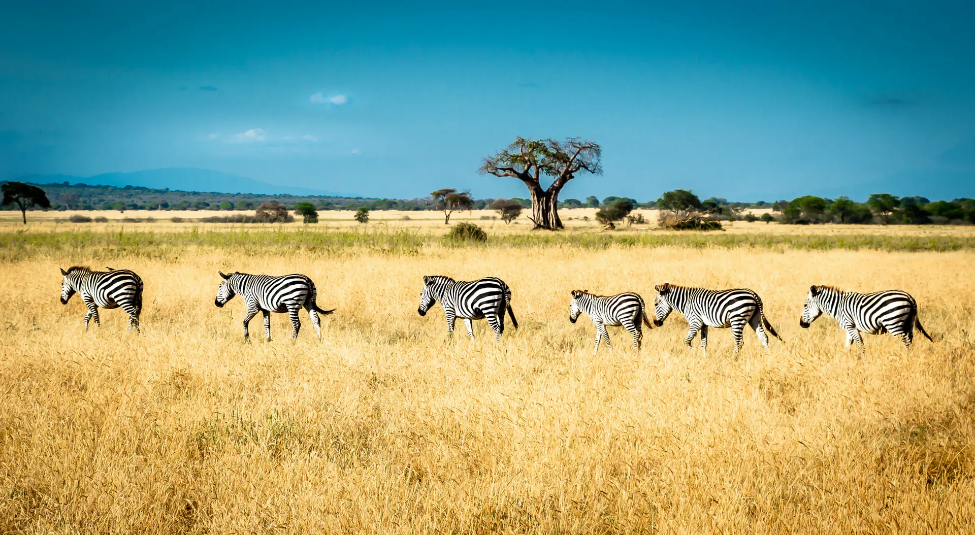 A string of zebras wandering across the Tanzanian plains.