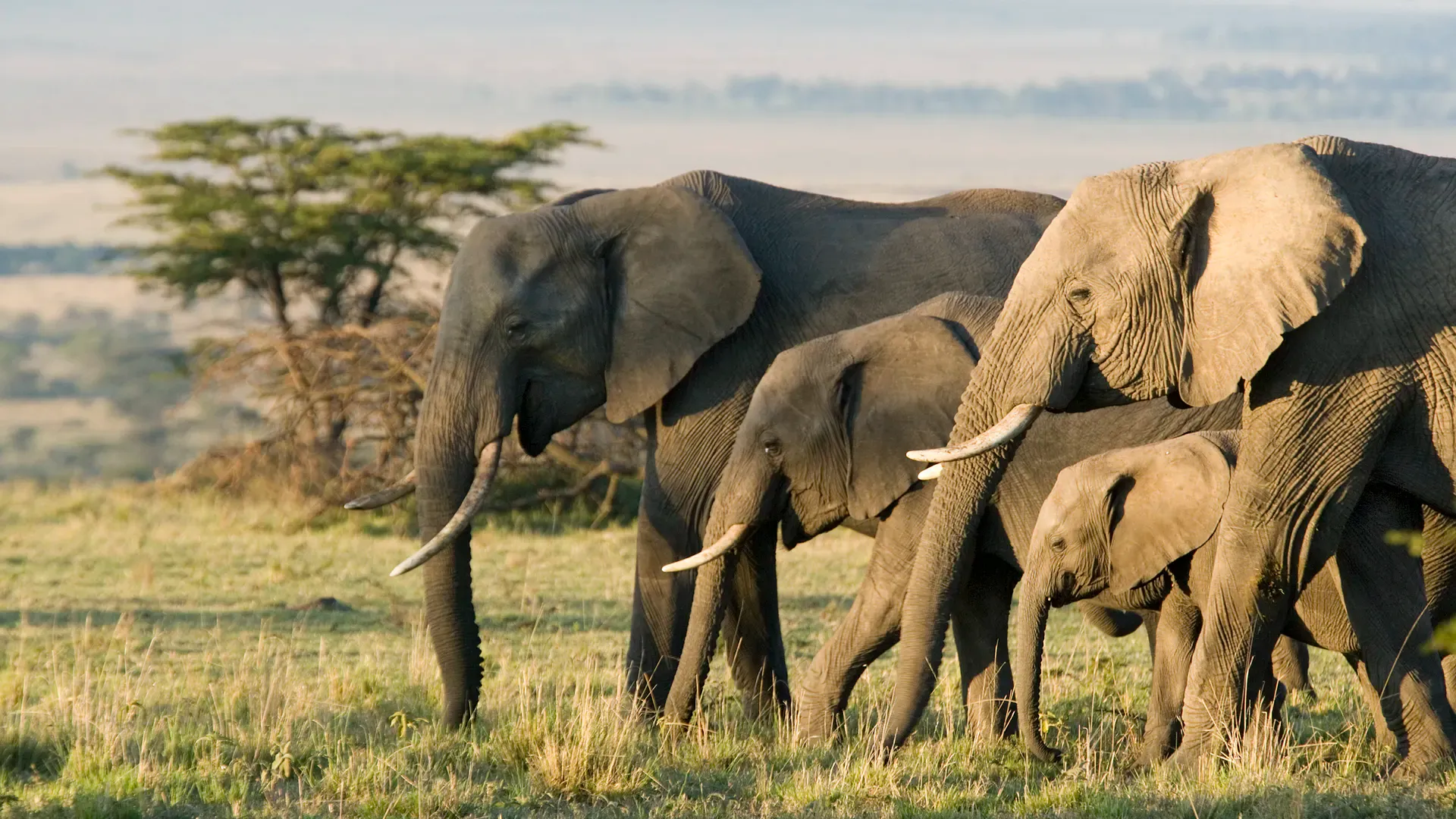 A family of elephants in the Kenyan bush