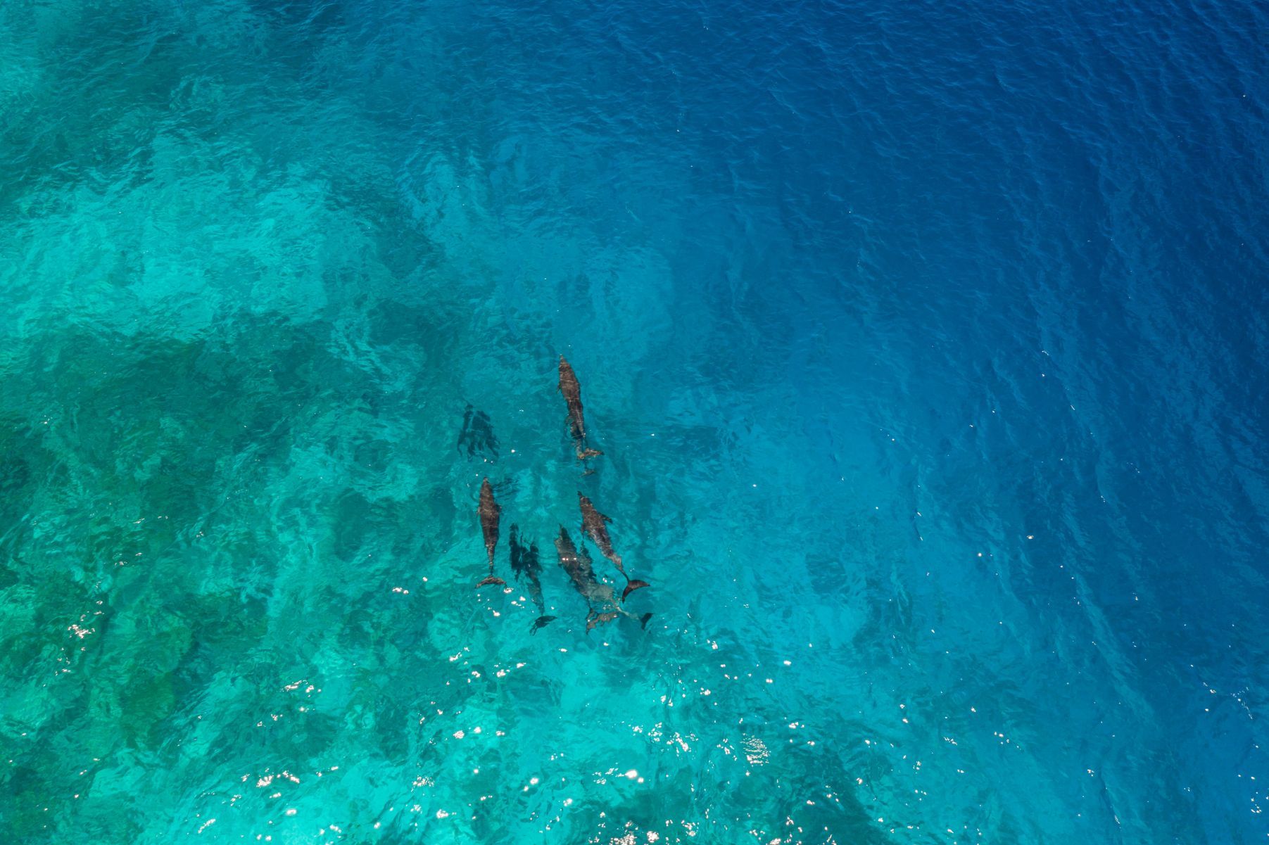 A pod of dolphins off the Maldives