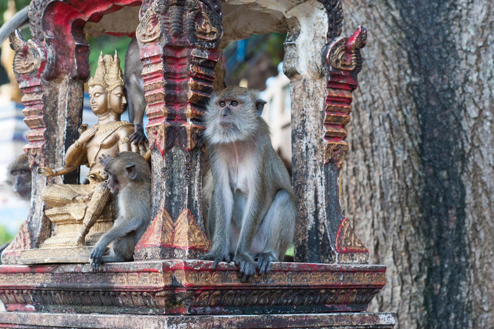 Monkeys rest on a small sacred instalment around Tiger Cave Temple complex in Krabi, Thailand