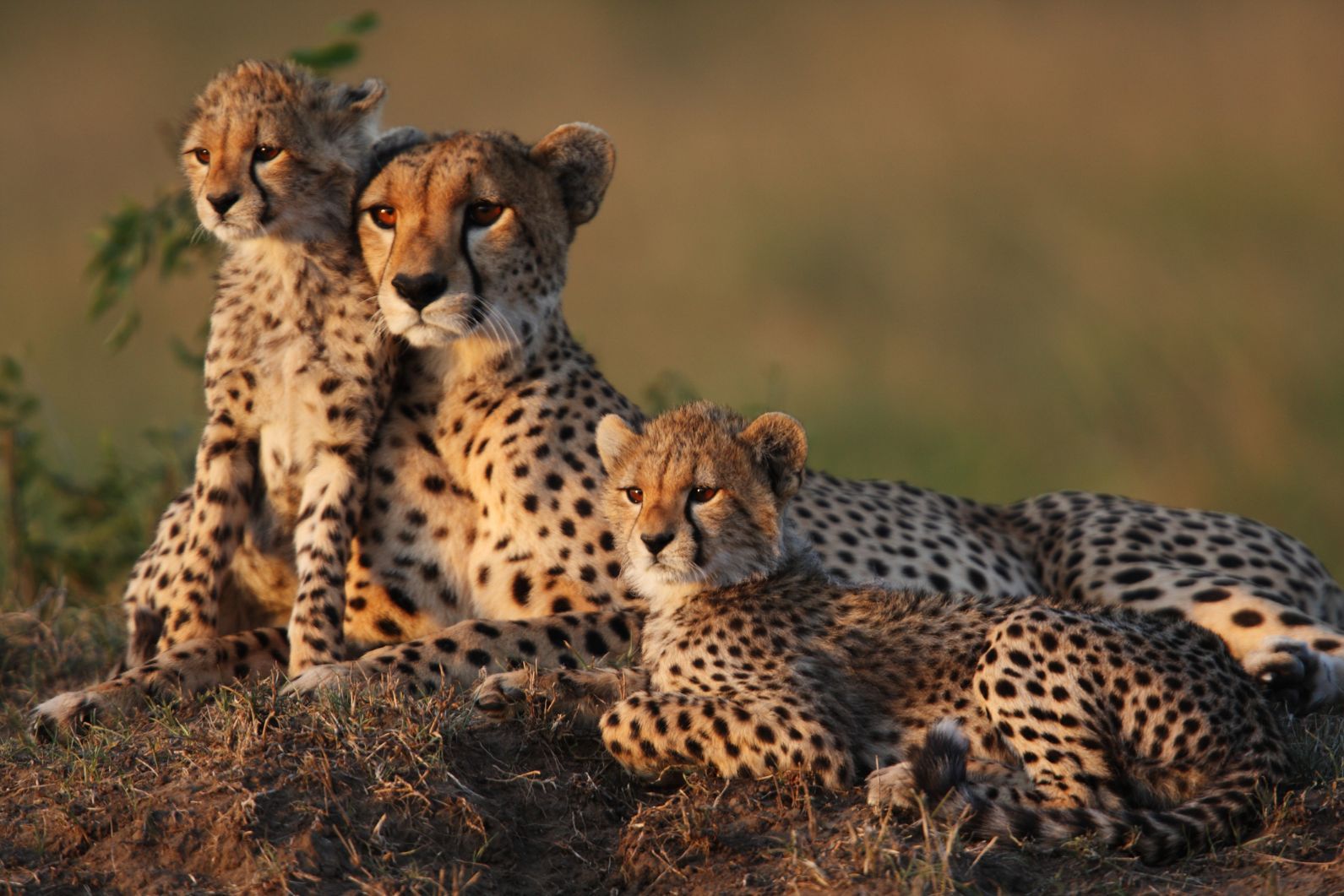 A mother cheetah sits with two adorable cheetah cubs on a termite mound in the Masai Mara. Photo: Getty