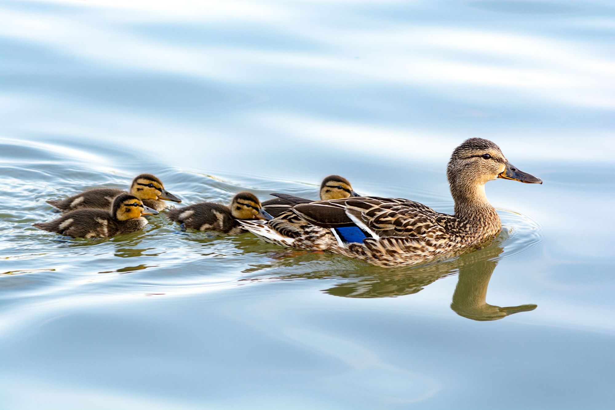 A duck and four of her ducklings moving through the water.