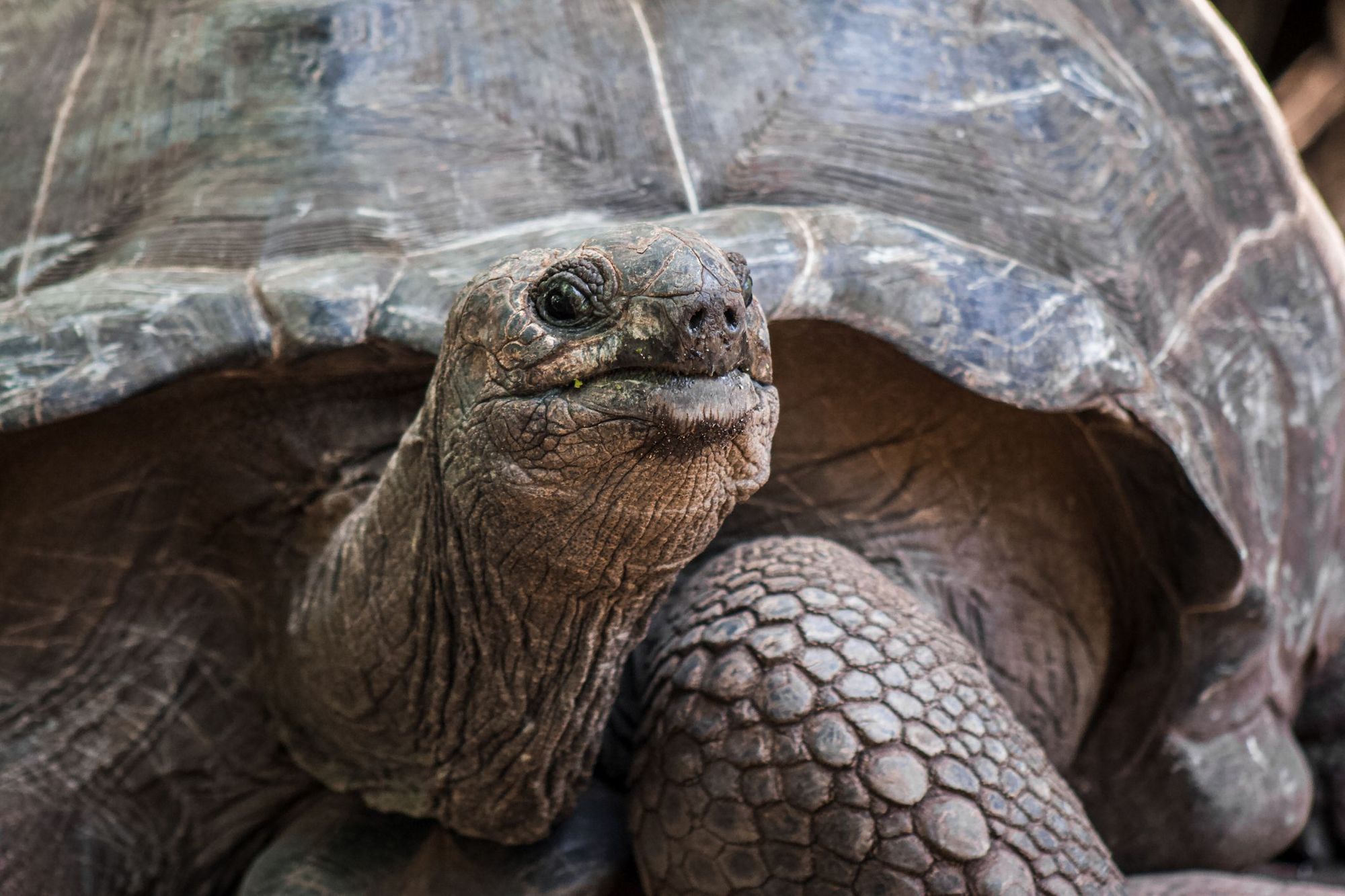 A close up of a giant Aldabra tortoise.
