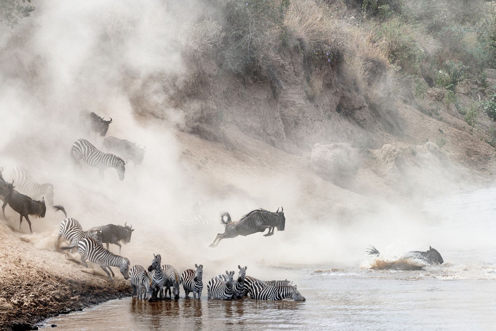 A wildebeest jumps over a herd of zebra during the Great Wildebeest Migration in Kenya.