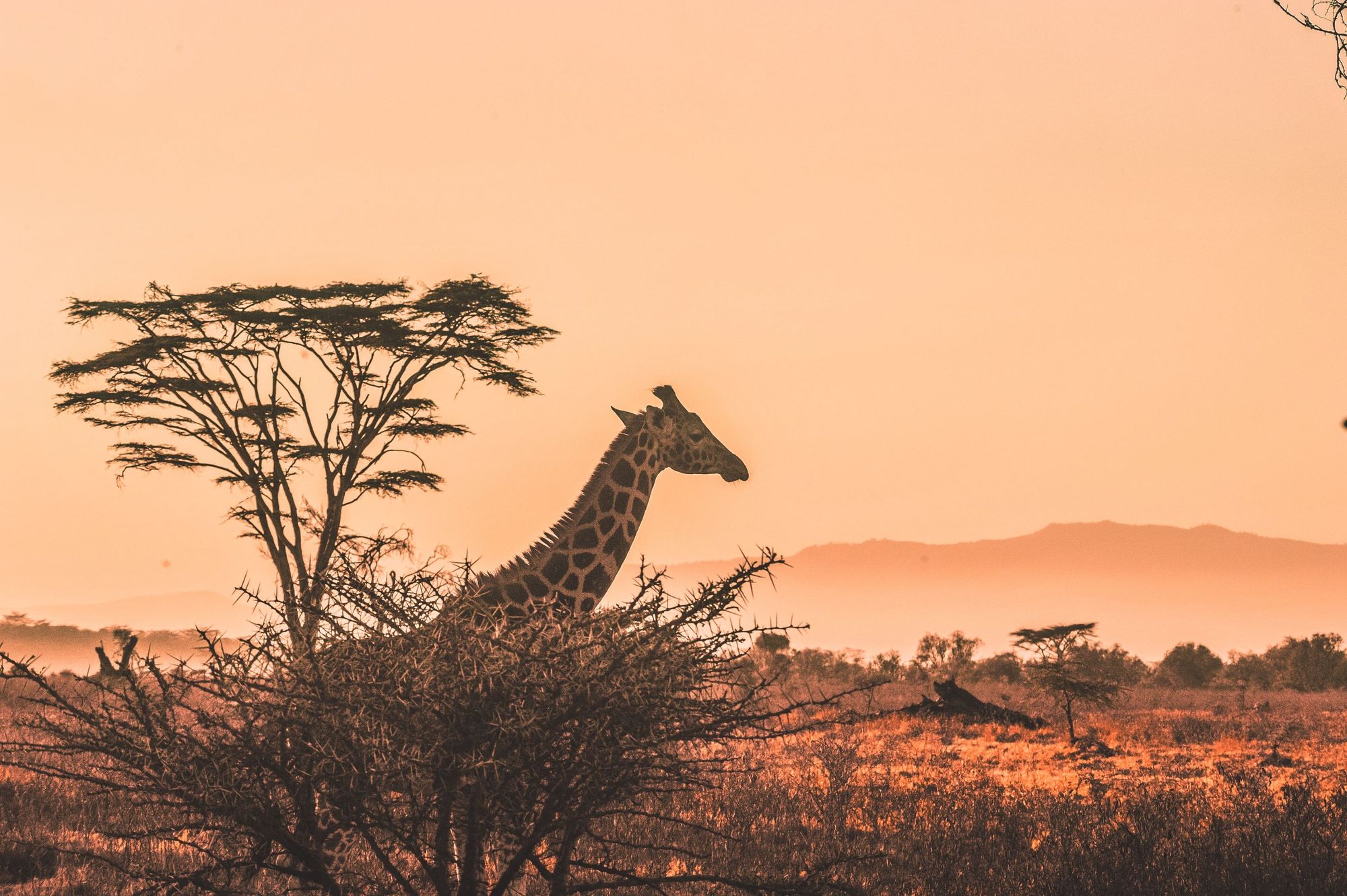 An giraffe walks across the plains, with a backdrop of the sun setting in the Masai Mara. hoto: Harshil Gudka / Unsplashed