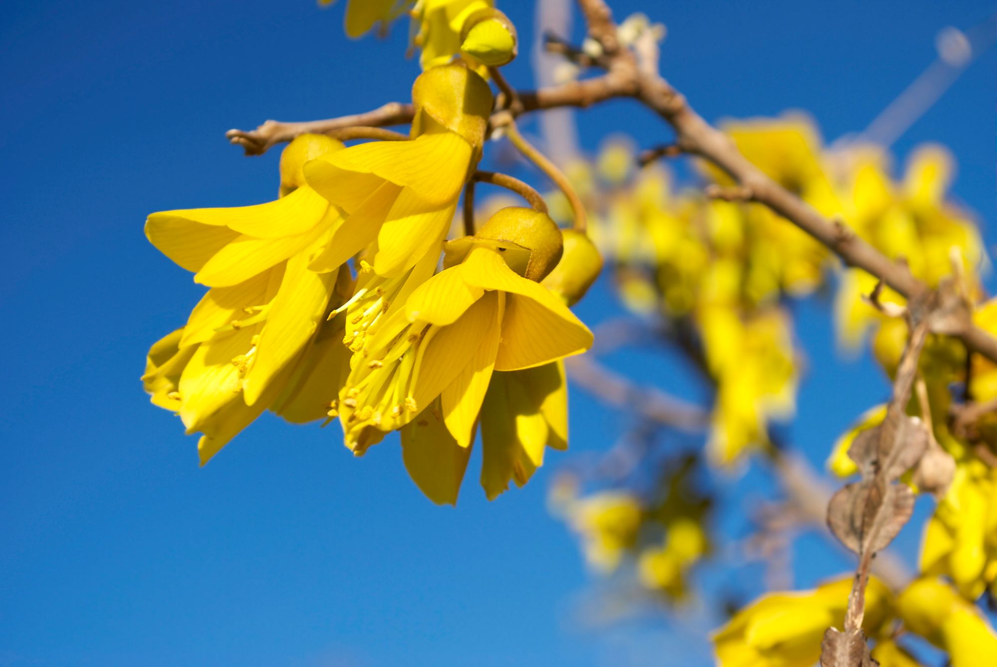 The golden yellow blossoms of the kōwhai tree, native to New Zealand.