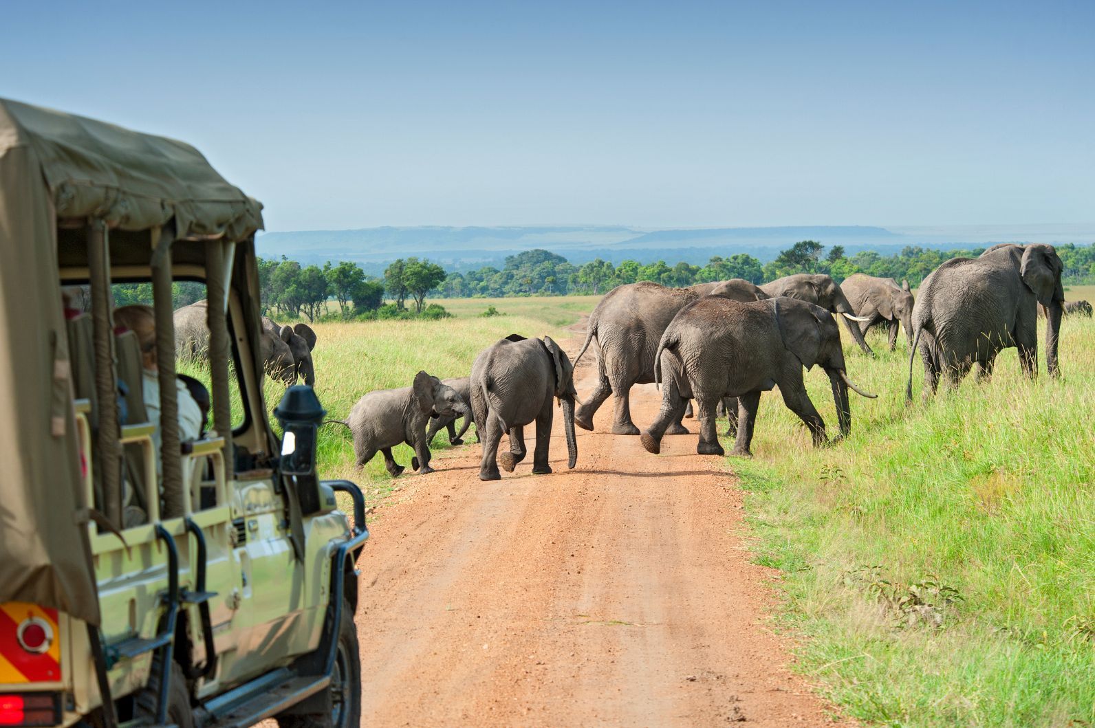A herd of elephants cross a road, while a safari group watch on in Kenya. Photo: Getty