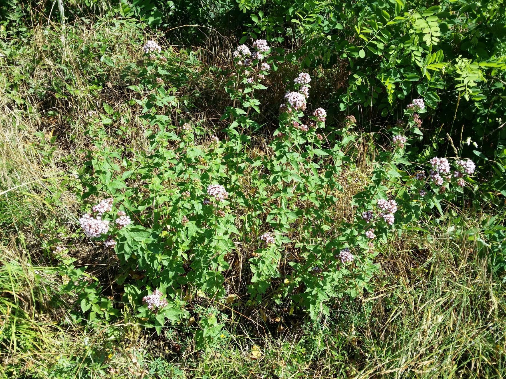 Wild marjoram.