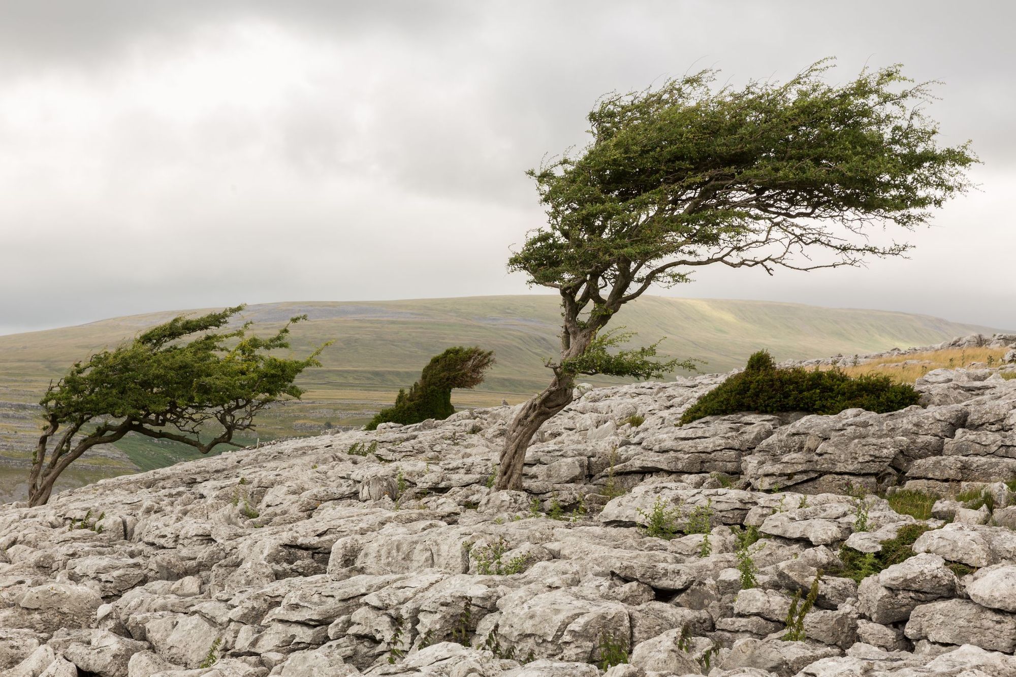 Windblown trees on a sparse moorland