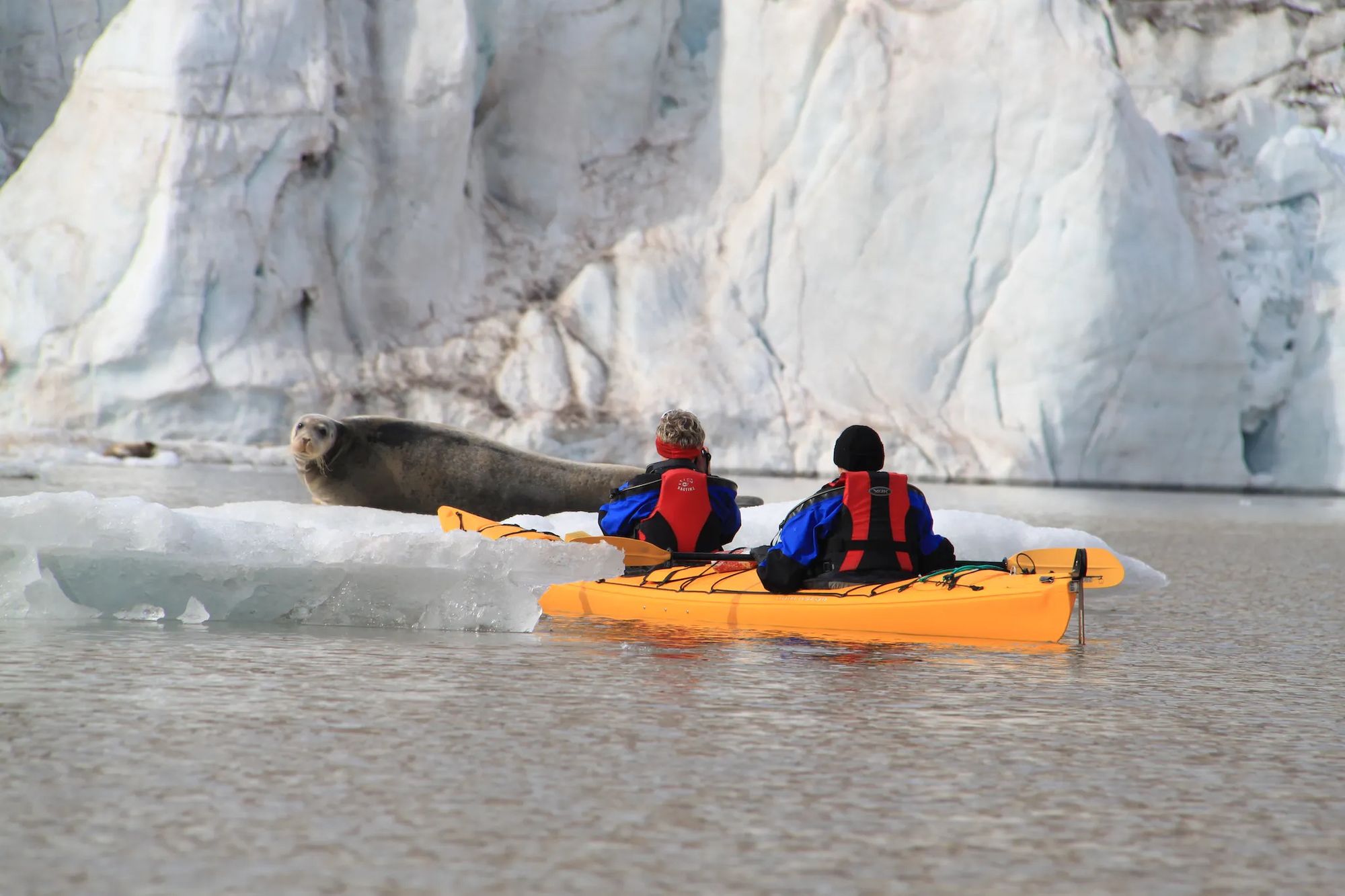 Two kayakers in Svalbard, paddling past an ice floe with a seal on it.