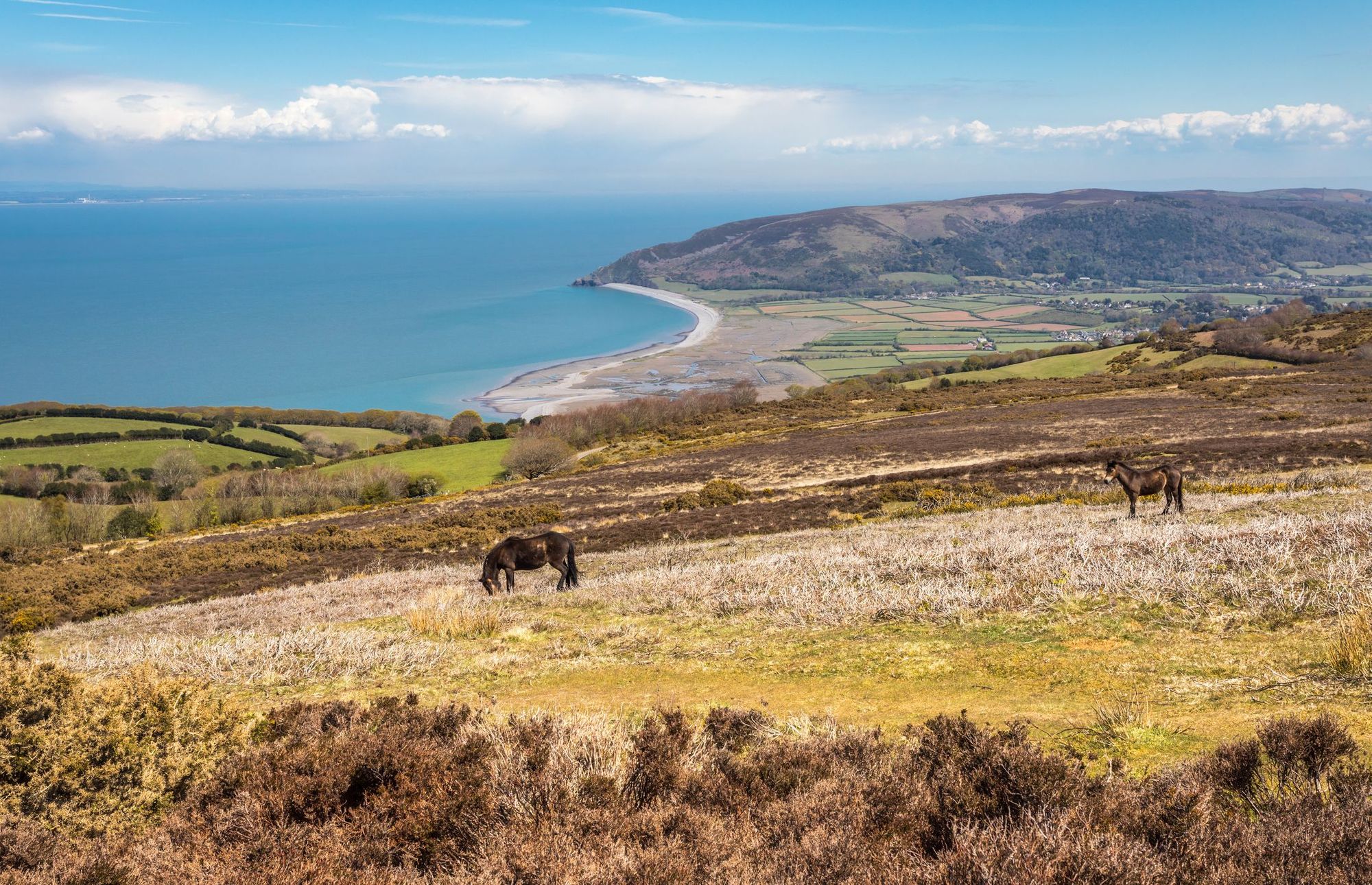 Porlock common, in Exmoor, with wild Exmoor ponies grazing the moorland.