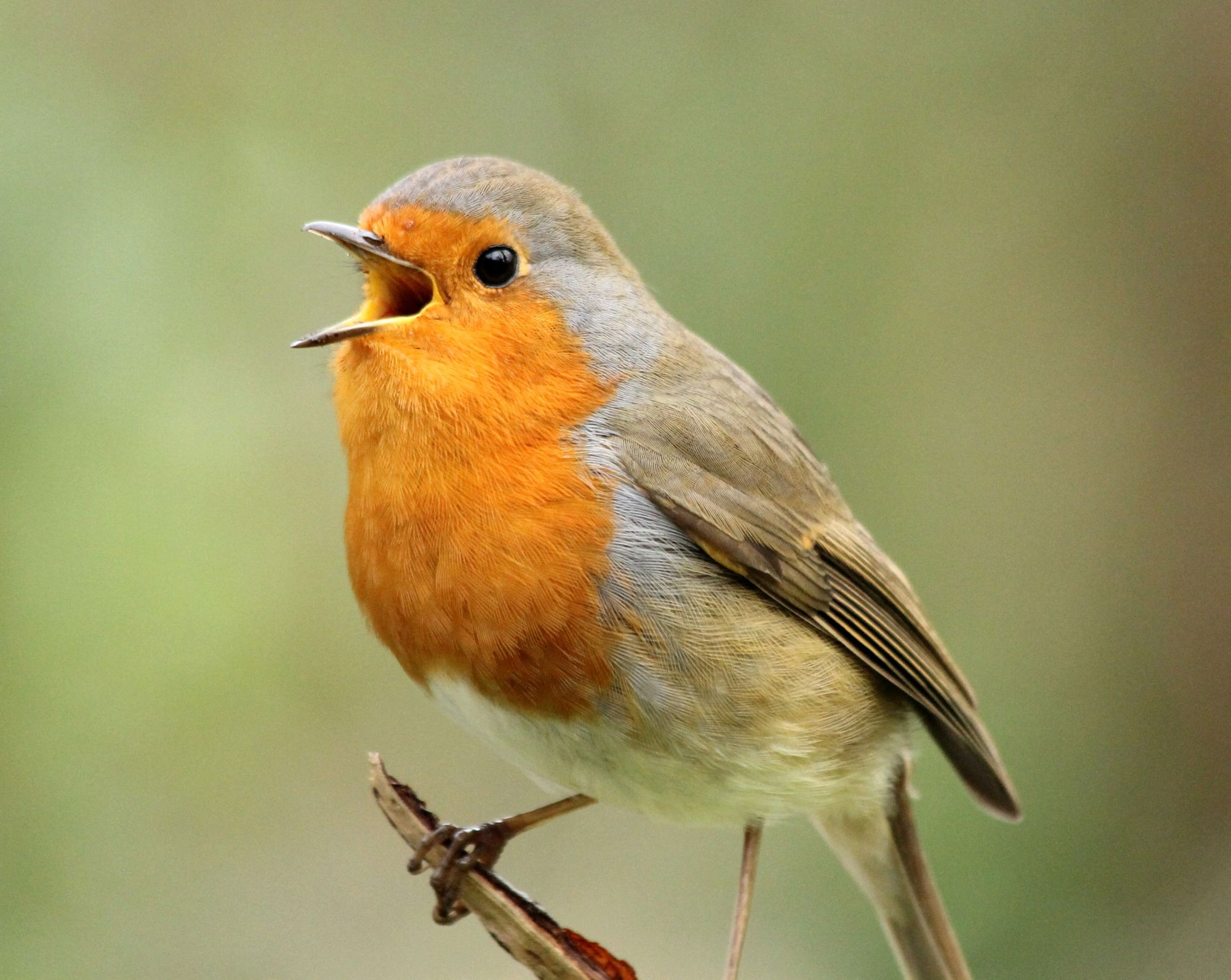 A wild robin singing on a tree branch.