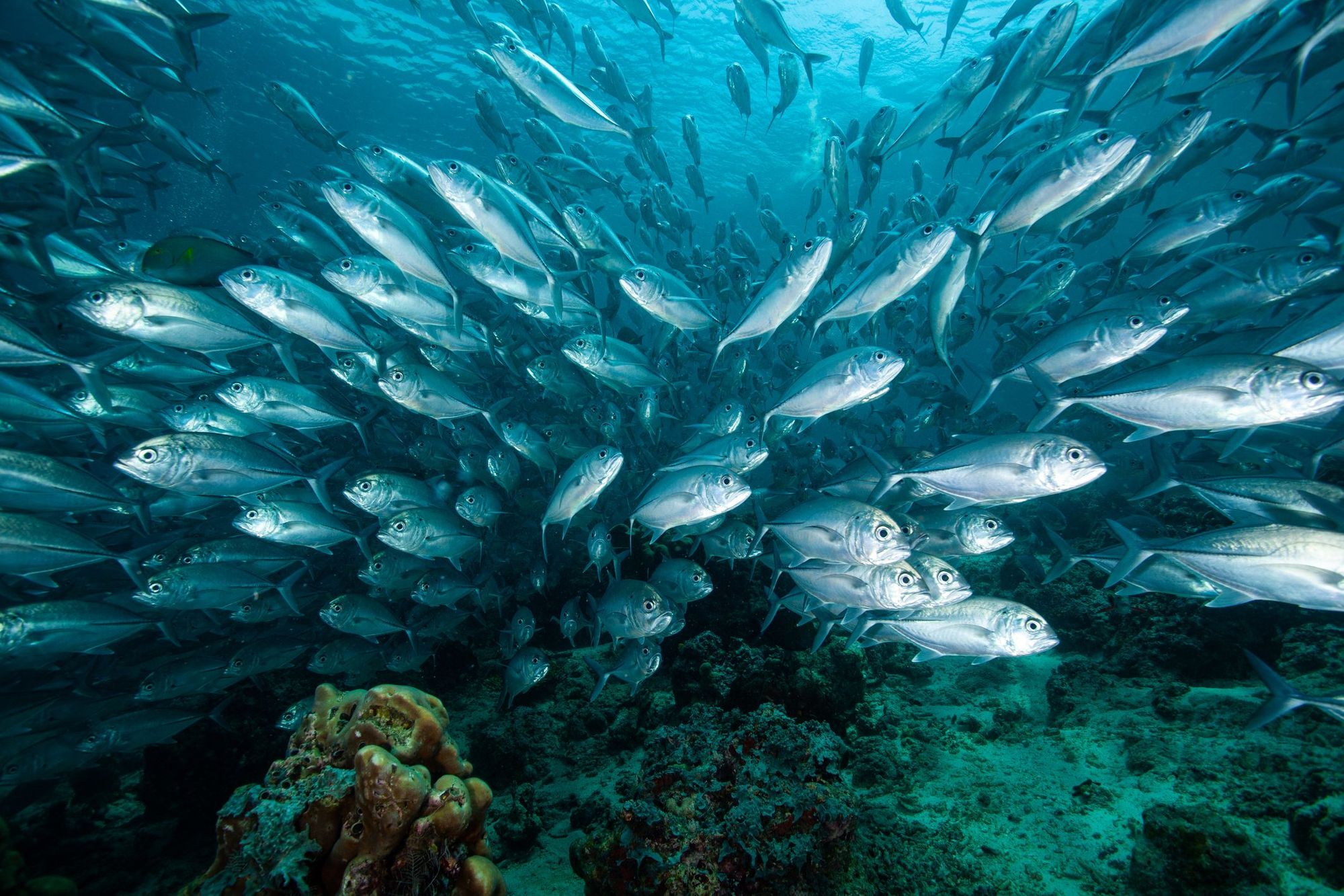 A shoal of fish under the sea, including barracudas and snappers.