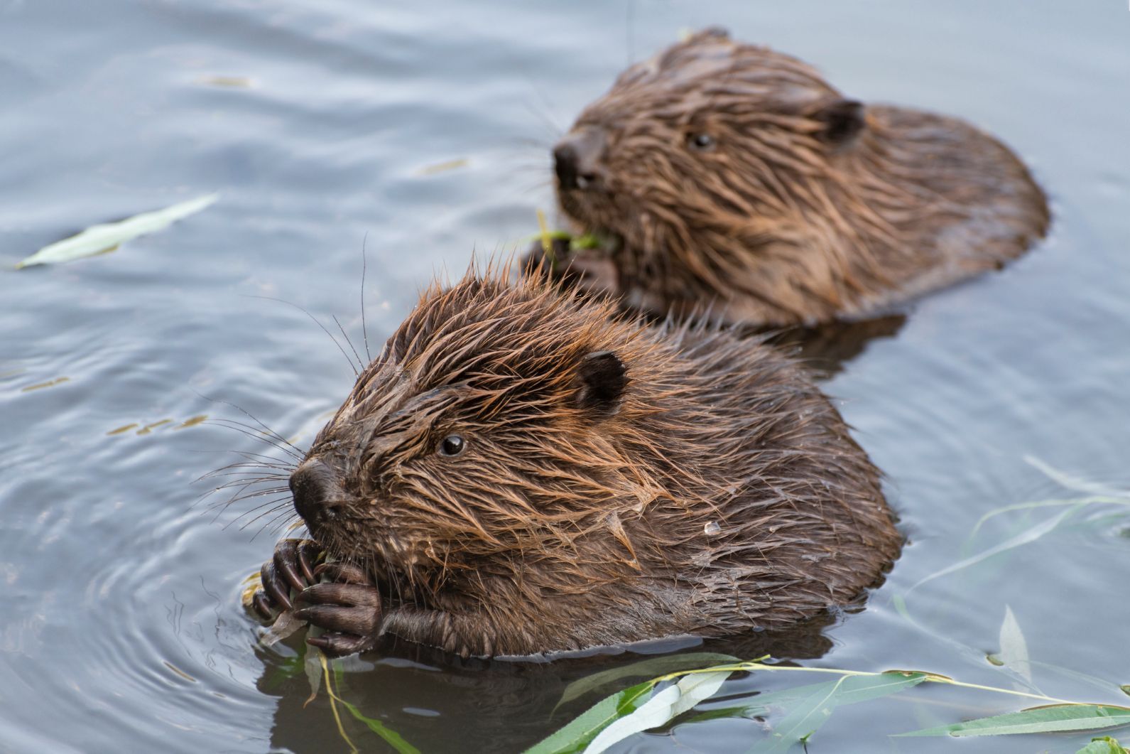 Two beavers eat a reed while submerged in the water.