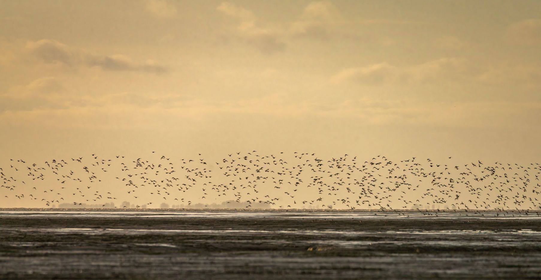 The new segment of the England Coast Path in Kent is particularly good for spotting wintering birds. Photo: Getty