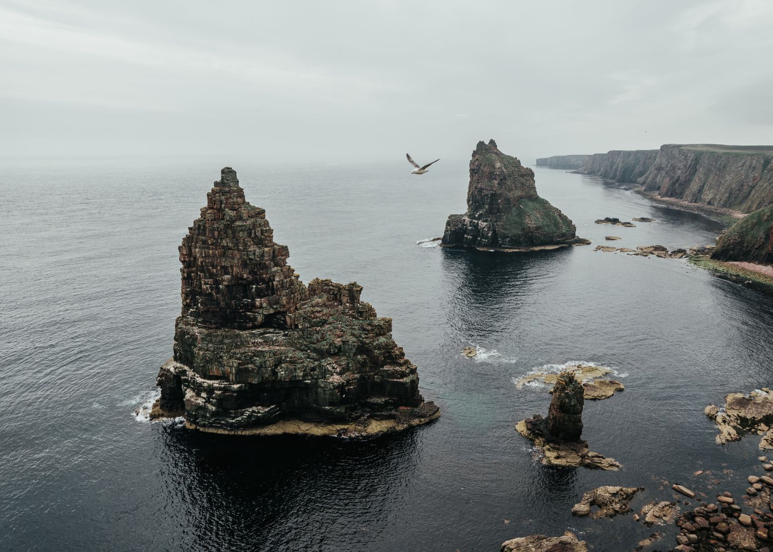 A bird flying over the sea stacks of a cliff at Duncansby Head, near John O'Groats in Scotland. Photo: Getty